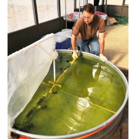 algal biomass